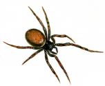 Steatoda bipunctata (L., 1758) attēls