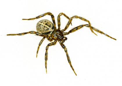 Steatoda castanea (Clerck, 1757) attēls