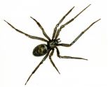 Steatoda grossa (C.L.Koch, 1838) attēls