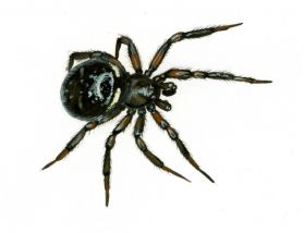 Steatoda phalerata (Panzer, 1801) attēls