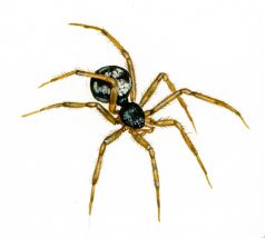 Steatoda triangulosa (Walckenaer, 1802) attēls