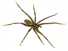 Tegenaria atrica C. L. Koch, 1843 attēls