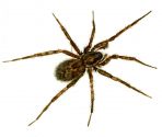 Tegenaria domestica (Clerck, 1757) attēls