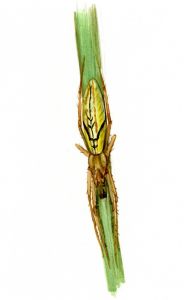 Tetragnatha dearmata Thorell, 1873 attēls