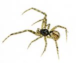 Theridion melanurum Hahn, 1831 attēls