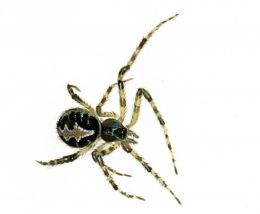 Theridion pictum (Walckenaer, 1802) attēls