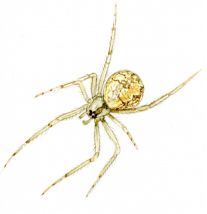 Theridion varians Hahn, 1831 attēls