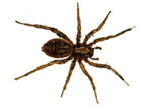 Trochosa terricola Thorell, 1856 attēls