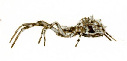 Uloborus walckenaerius Latreille, 1806 attēls