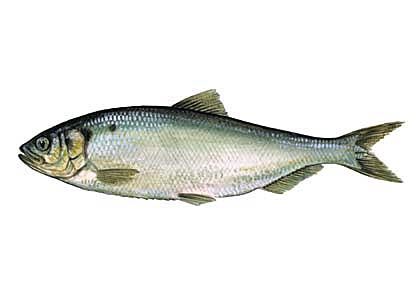 Alosa alosa (L.) attēls