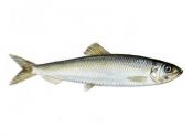 Clupea harengus membras (L.) attēls