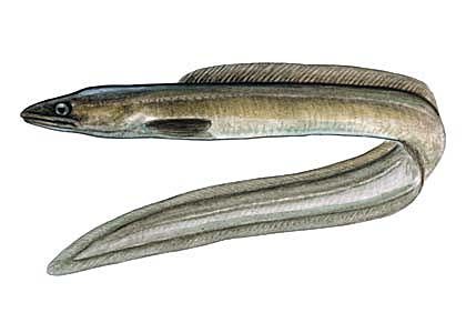 Conger conger (L.) attēls