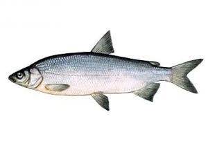 sīga attēls