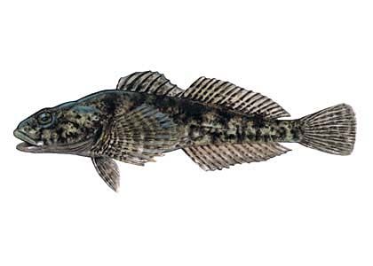 Cottus gobio L. attēls