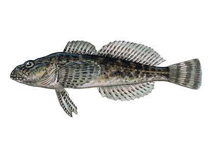 Cottus poecilopus Heck. attēls