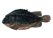 Cyclopterus lumpus (L.) attēls