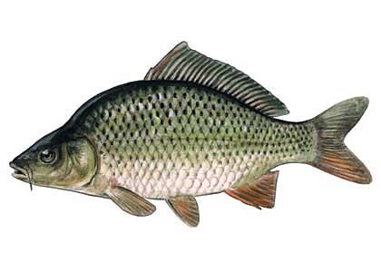 Cyprinus carpio (L.) attēls