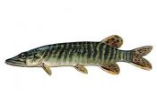 Esox lucius L. attēls