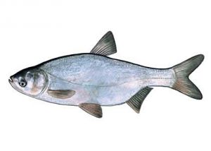 baltais platpieris attēls