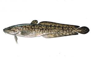 vēdzele attēls