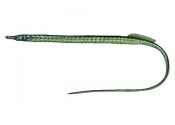 Nerophis ophidion (L.) attēls