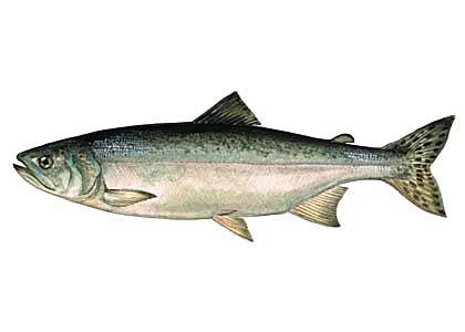 Oncorhynchus gorbuscha (Walb.) attēls