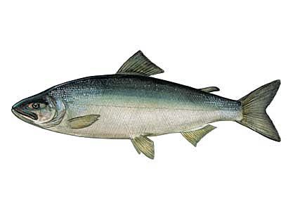 Oncorhynchus keta (Walb.) attēls