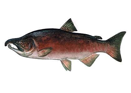 Oncorhynchus kisutch (Walb.) attēls