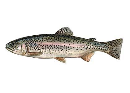 Oncorhynchus mykiss (Walb.) attēls