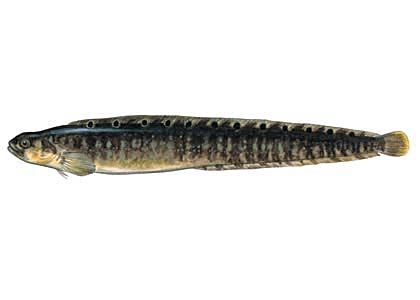 Pholis gunnellus (L.) attēls