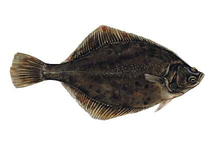 Platichthys flesus (L.) attēls