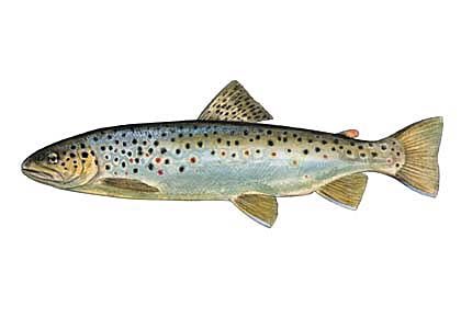 Salmo trutta fario (L.) attēls