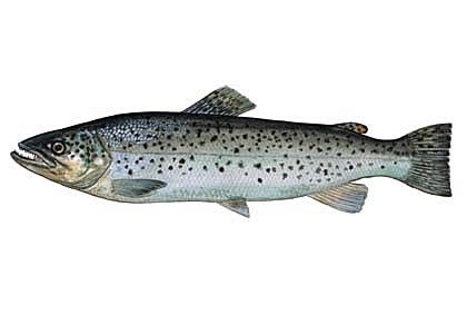 Salmo trutta (L.) attēls