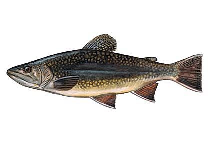 Salvelinus fontinalis (Mitch.) attēls