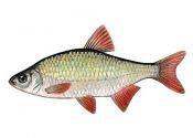 rudulis attēls