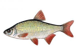 rudulis attēls