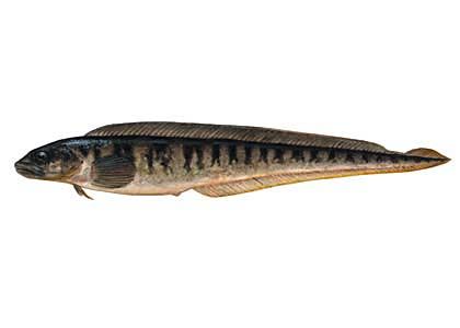 Zoarces viviparus (L.) attēls